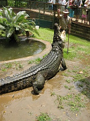 127 Cairns Tropical Zoo